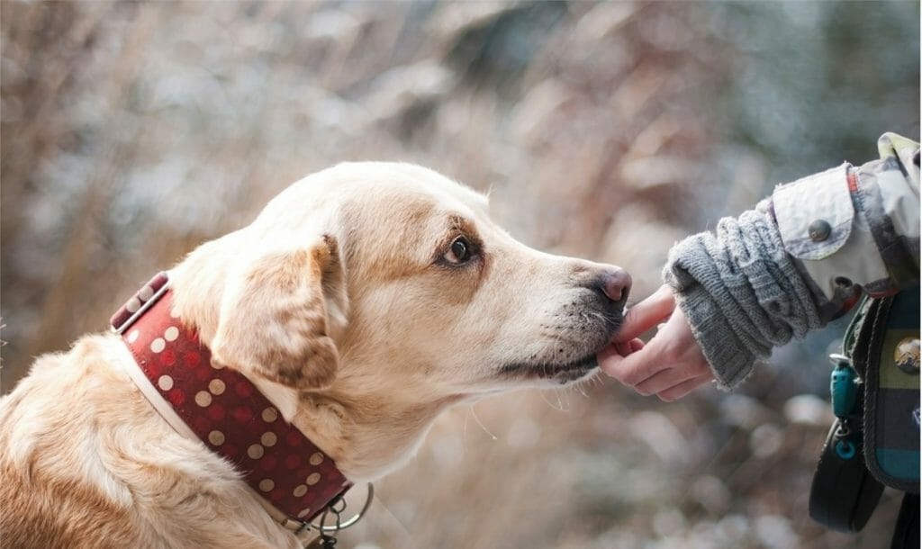 A Food Chain’s Kind Gesture To A Dying Dog