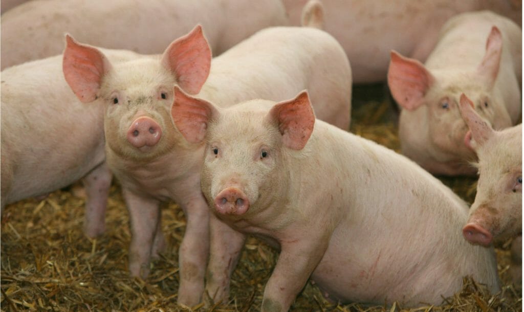 15-Year-Old Boy Sells Pig For Cancer Research