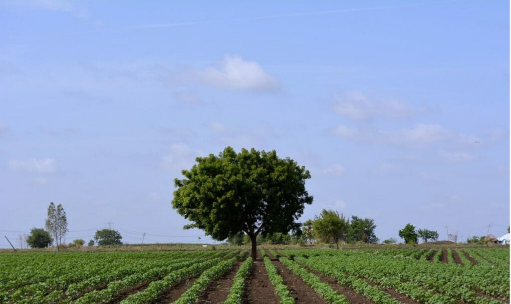 Planting Goodwill By Transforming A Wasteland