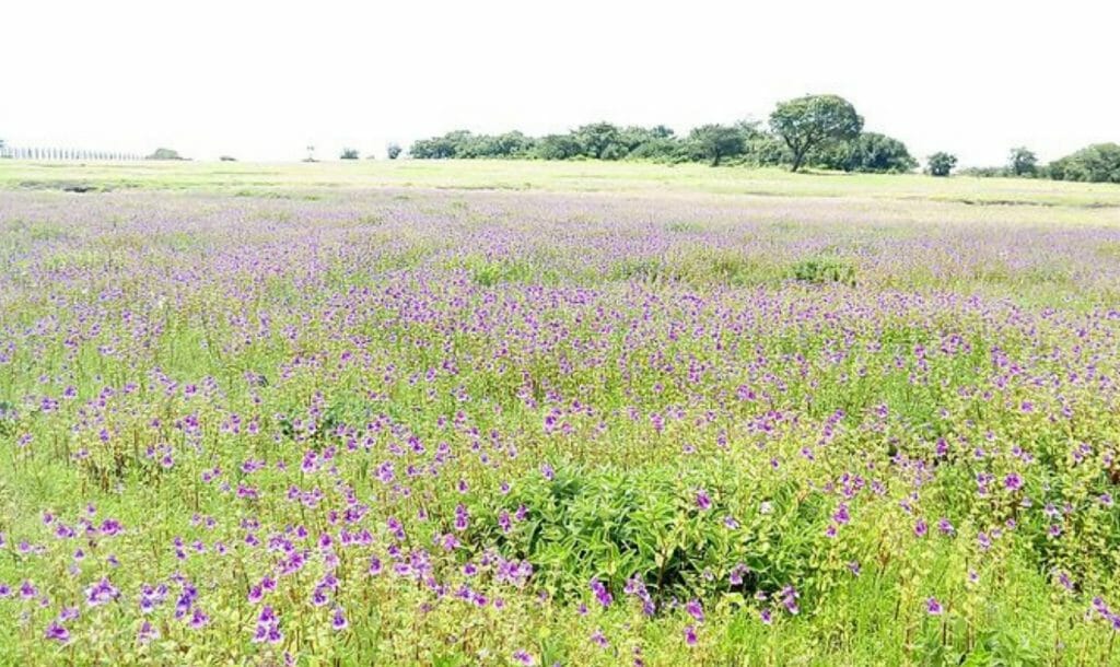 जब निभाया उसने अच्छे नागरिक होने का फर्ज