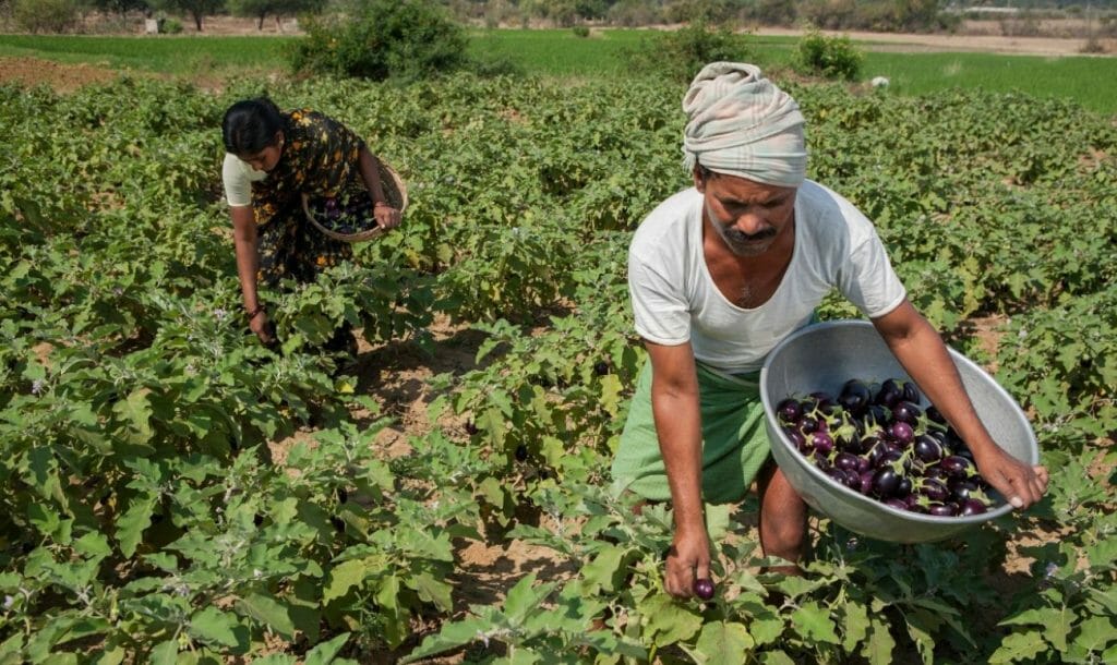 ऑर्गेनिक खेती के लिए मिला इंटरनेशनल अवॉर्ड