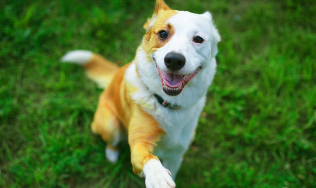 dog reached medical store for treatment.