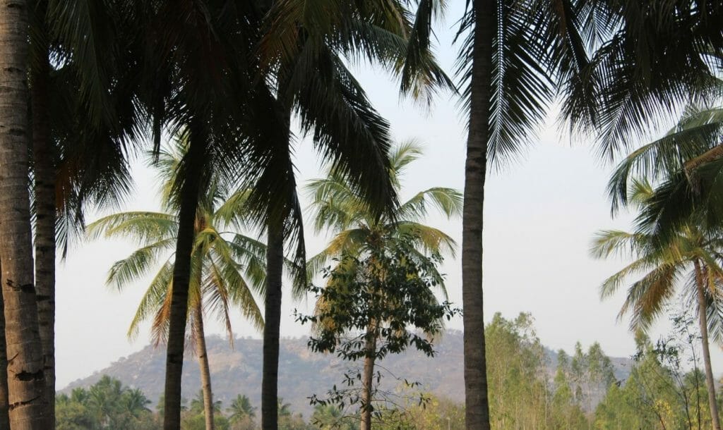 Greenery in the village