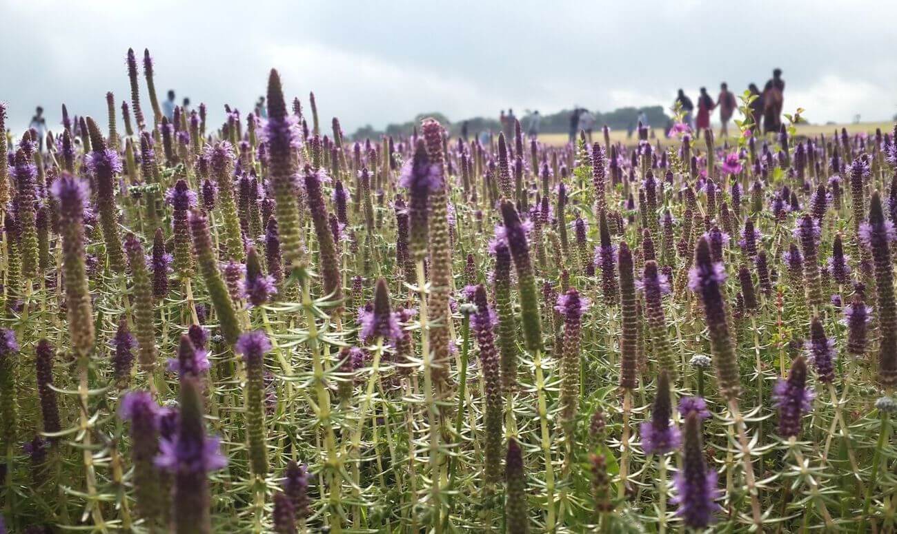 The Kaas plateau