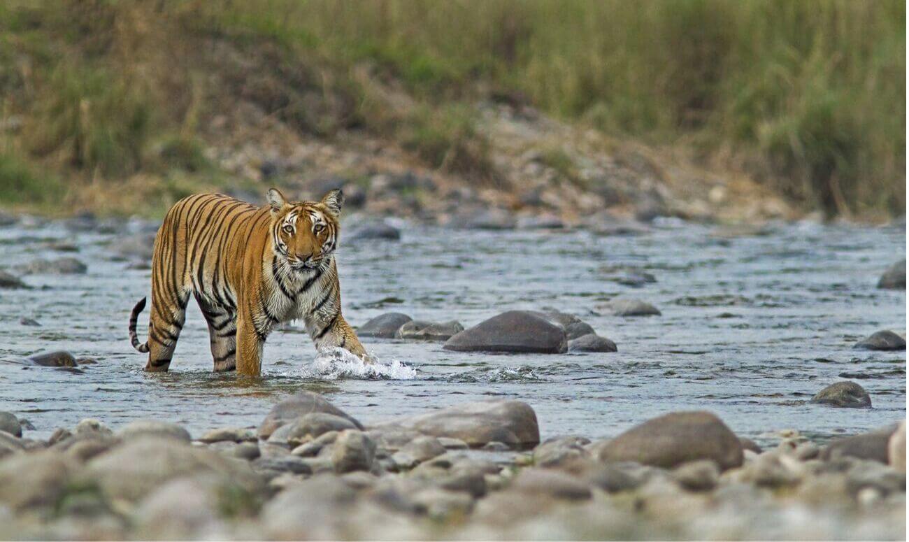 A tiger spotted at Corbett National Park
