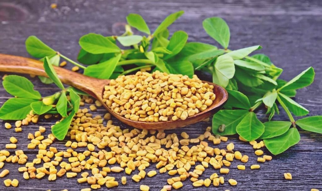 Why Methi Should Be A Part Of Your Daily Diet