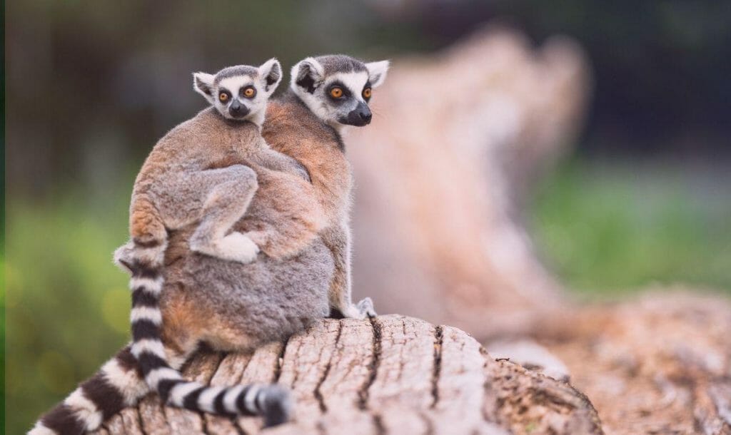 Did You Know About Yoga With Lemurs?