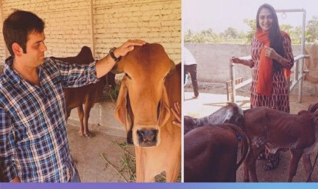 This Couple Makes Rearing Desi Cows Sustainable