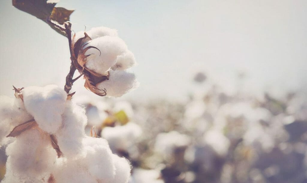 Are Your Cotton Clothes Ethical?