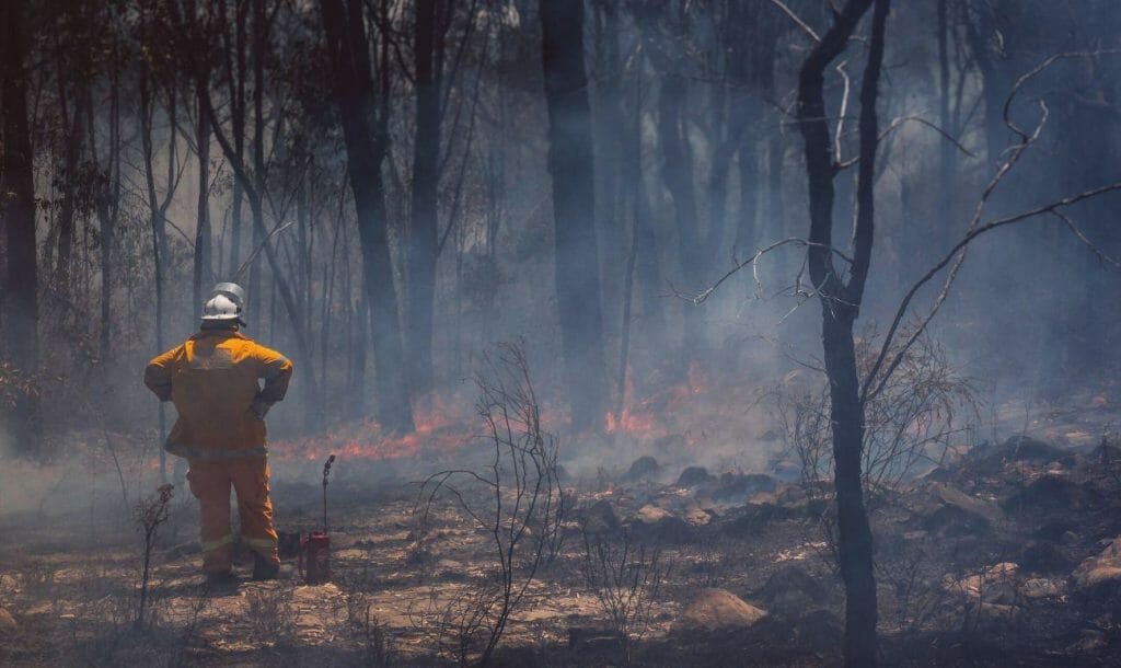 How Did The Bushfire Start In Australia And What Is Being Done?