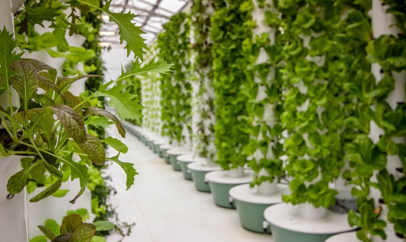 Food grown using Aeroponic method