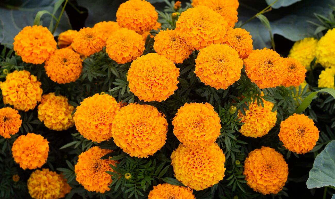 Marigold 