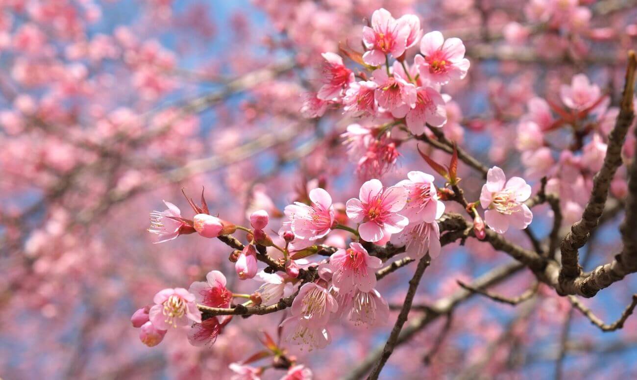 Cherry Blossoms