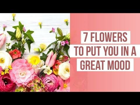 7 Flowers To Put You In A Great Mood