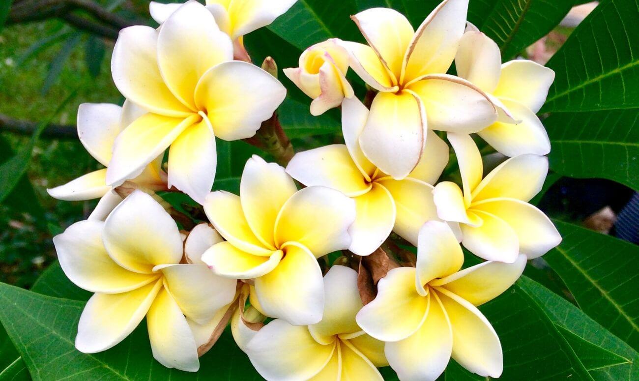 Frangipani