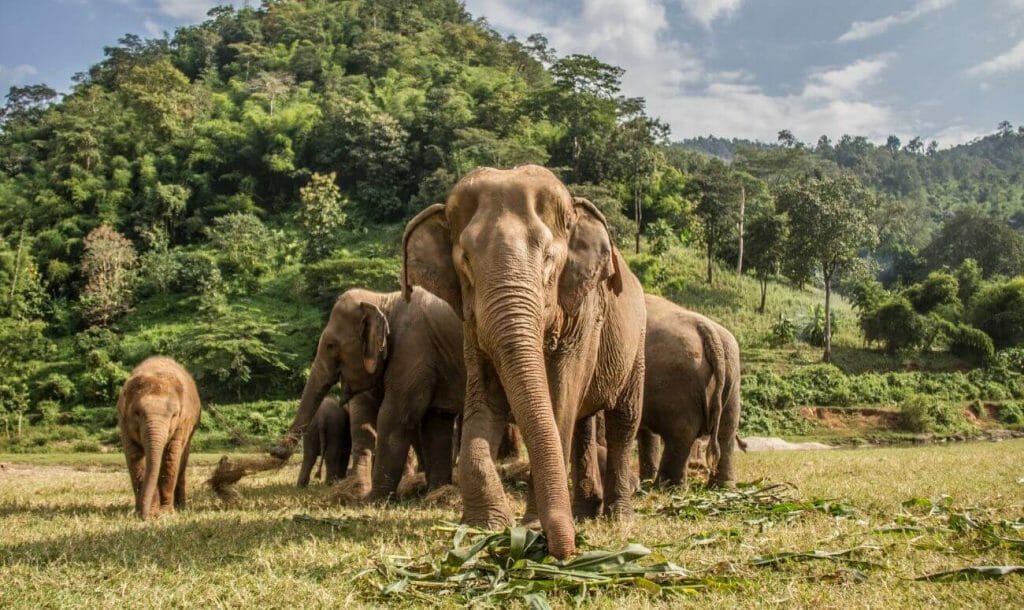  elephants of Thailand