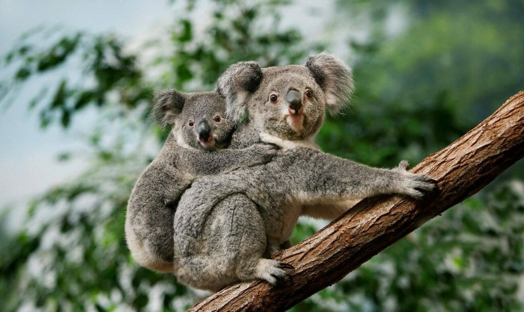 koala