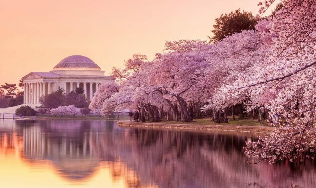 Washington D.C. under a pink blanket