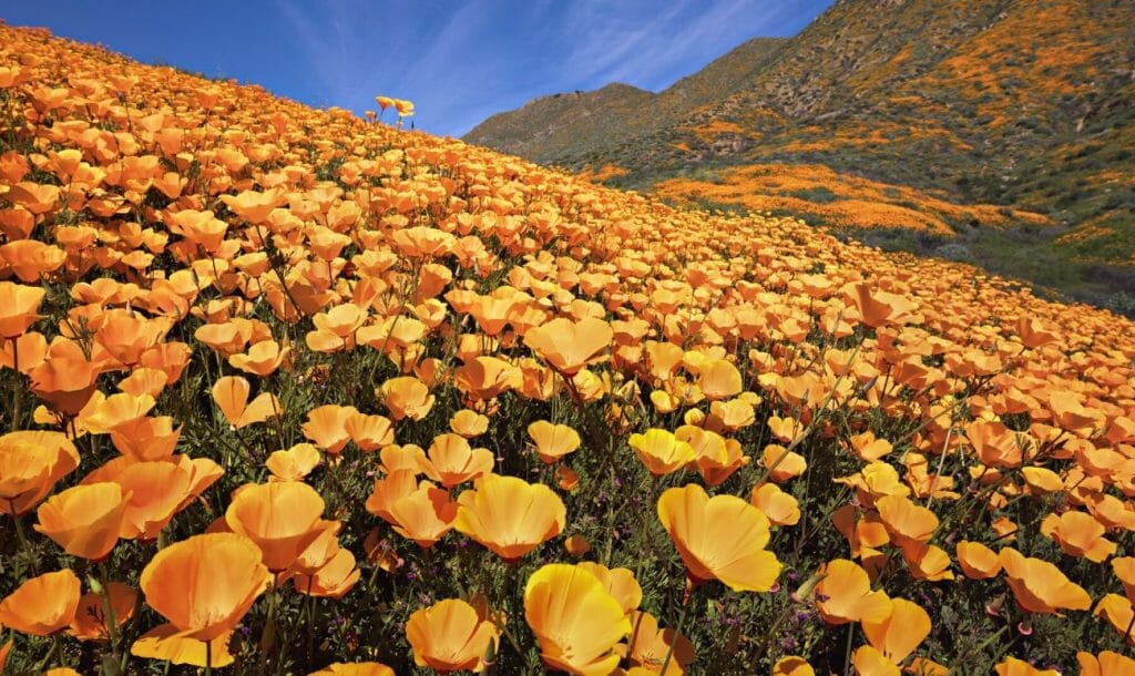 California’s Poppy Fields Are In Bloom, Watch It Virtually!