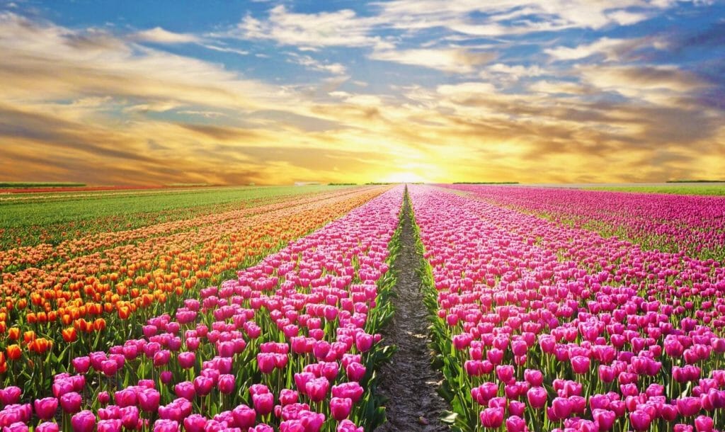 Dutch Farmers Write Inspiring Messages In Their Tulip Fields