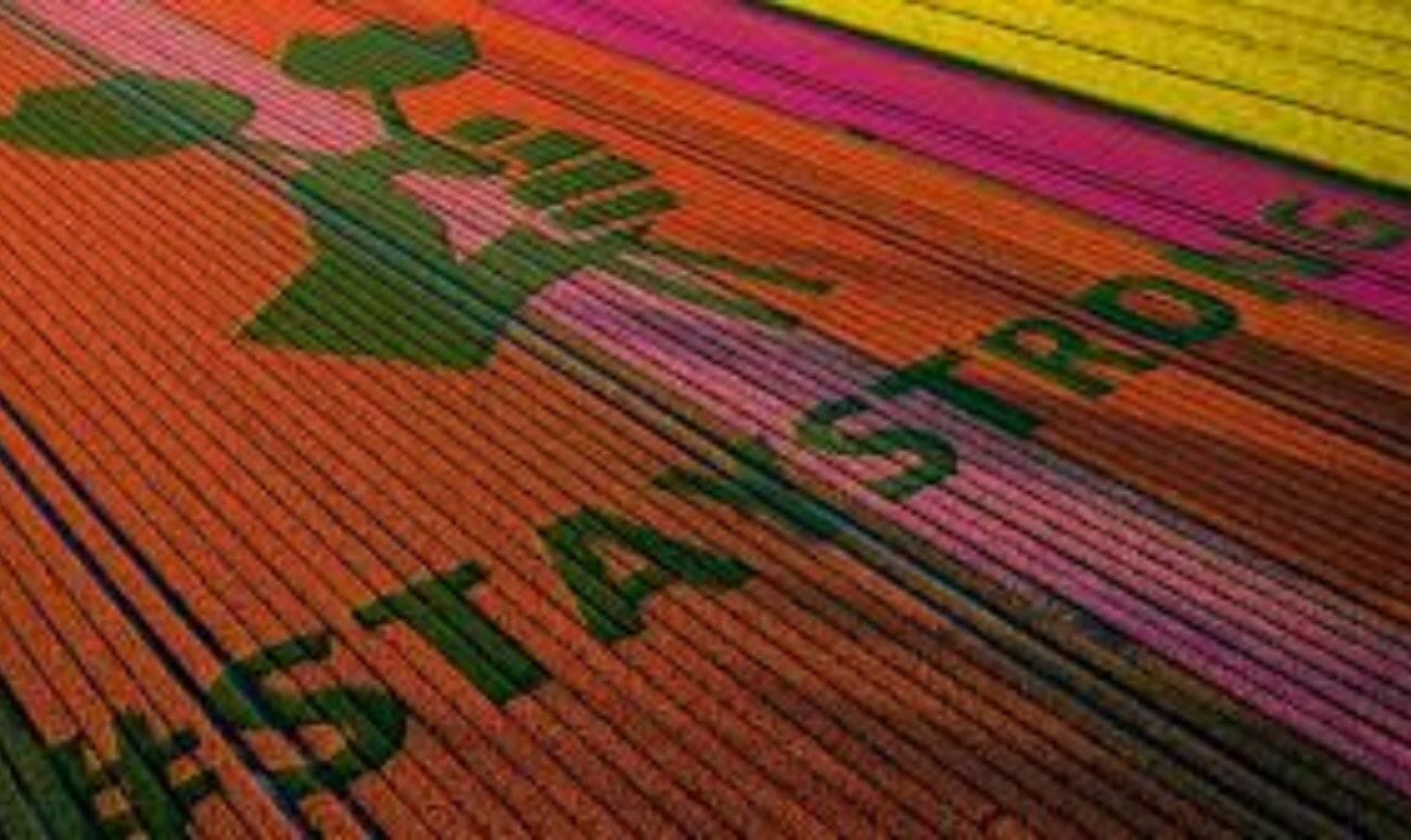 staystrong planed in the tulip fields