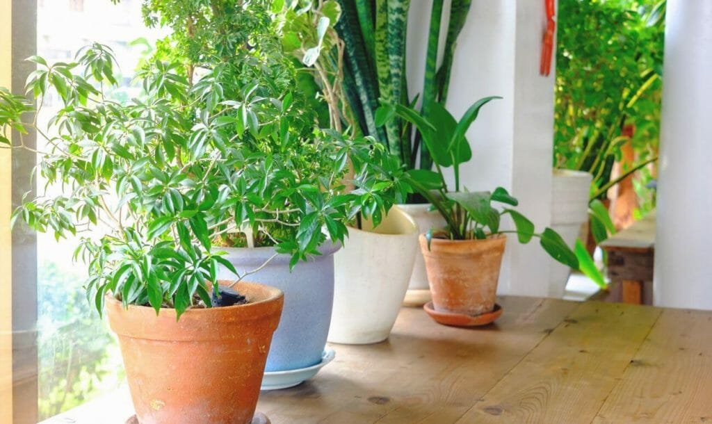 घर पर लगाने वाले 10 पौधे, जो रखते हैं आपको सेहतमंद