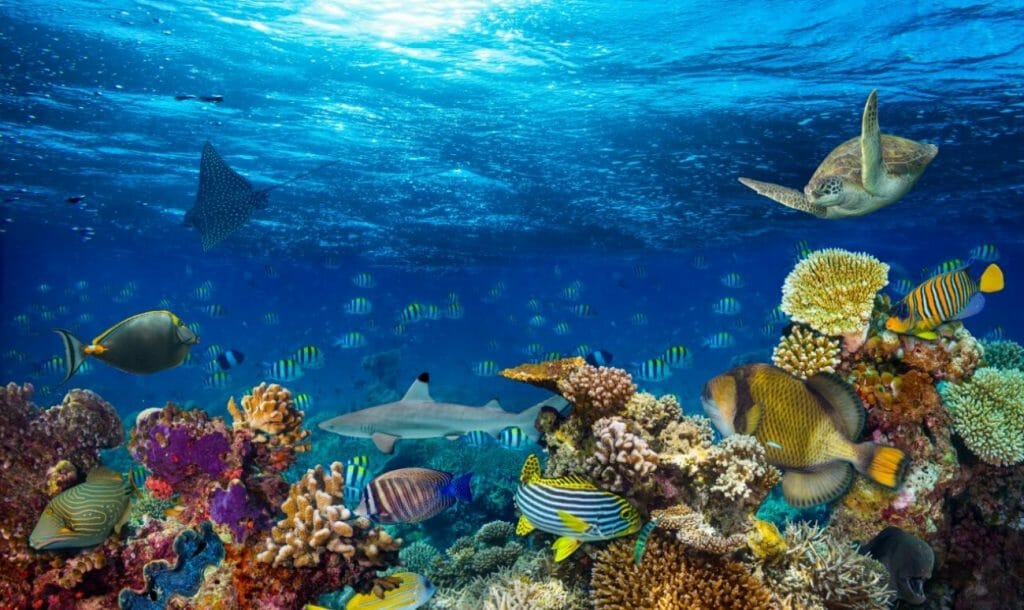 The Coral Reefs Need Some Saving!