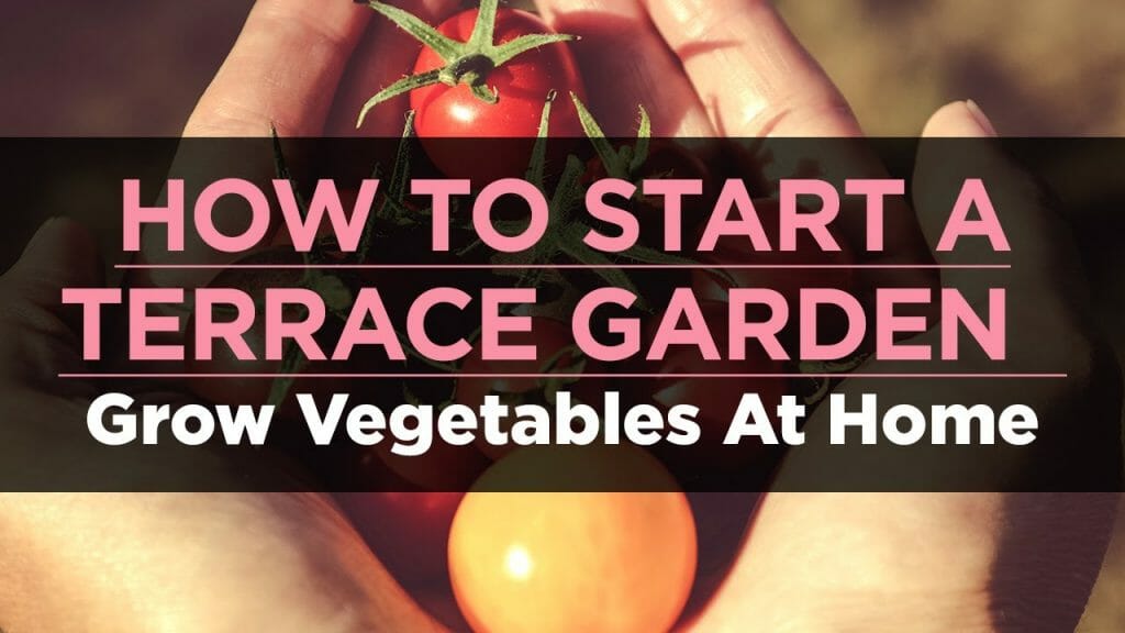 How To Start A Terrace Garden | How To Grow Vegetables At Home | Gardening Ideas For Home