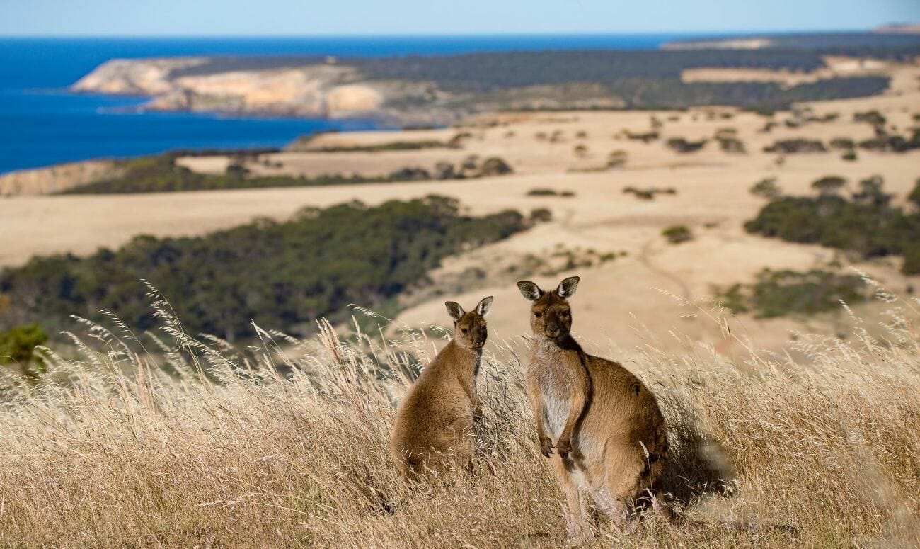 Australia's furry friends 