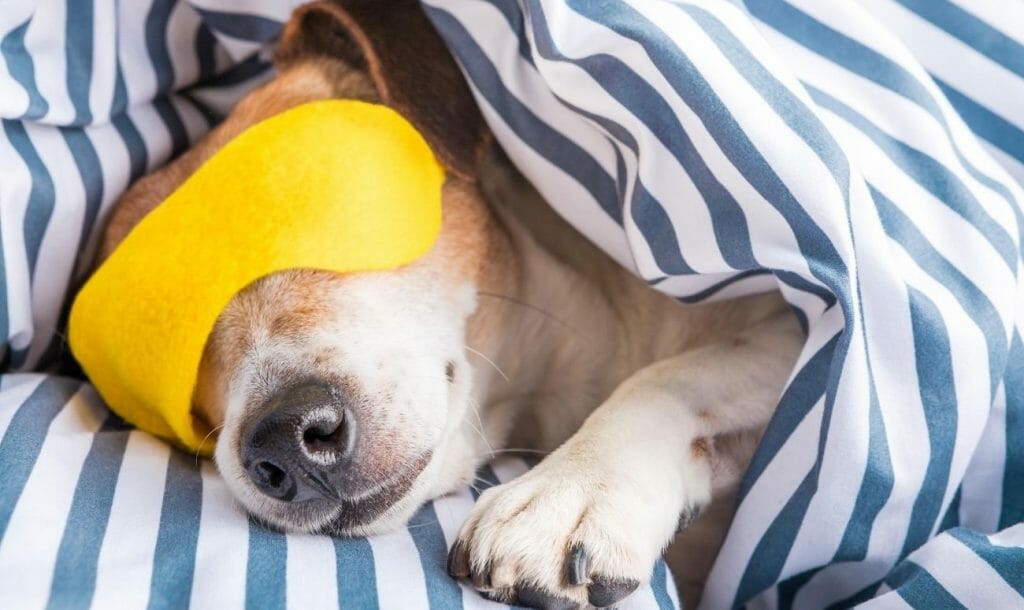 Love Taking Naps? Find Out What Sleep Experts Have To Say About Them