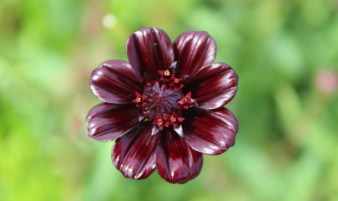 The velvety flower