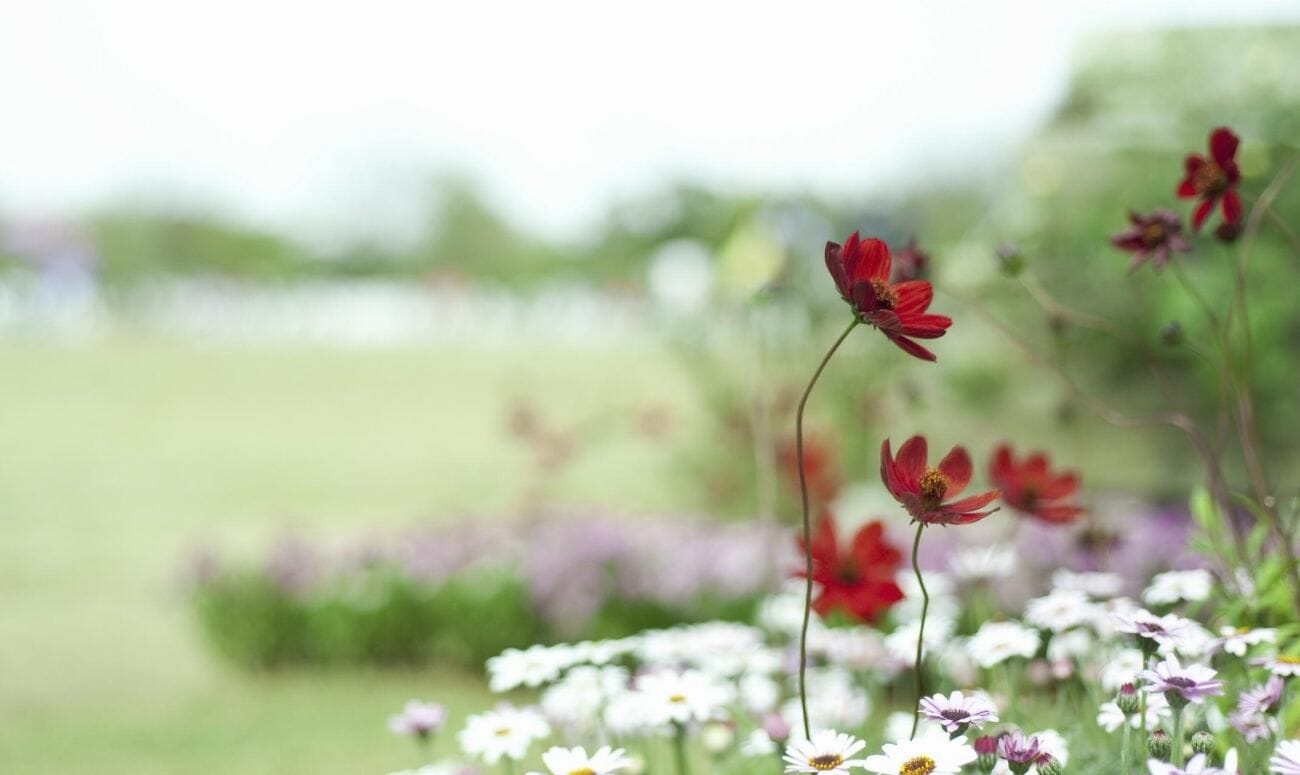 The dainty and delicate Chocolate Cosmos