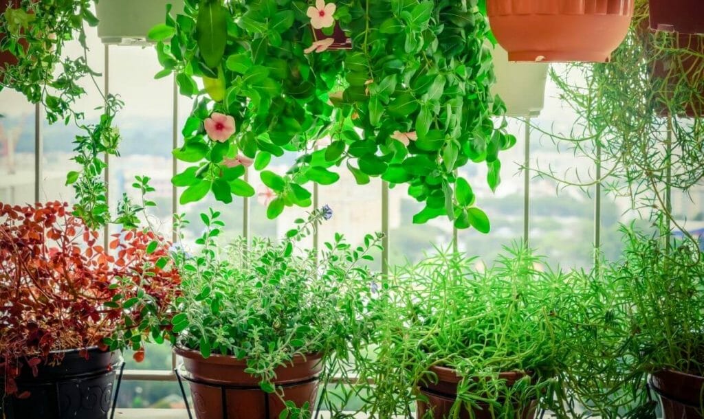 बागवानी – घर में पौधे लगाते समय रखें खास बातों का ध्यान