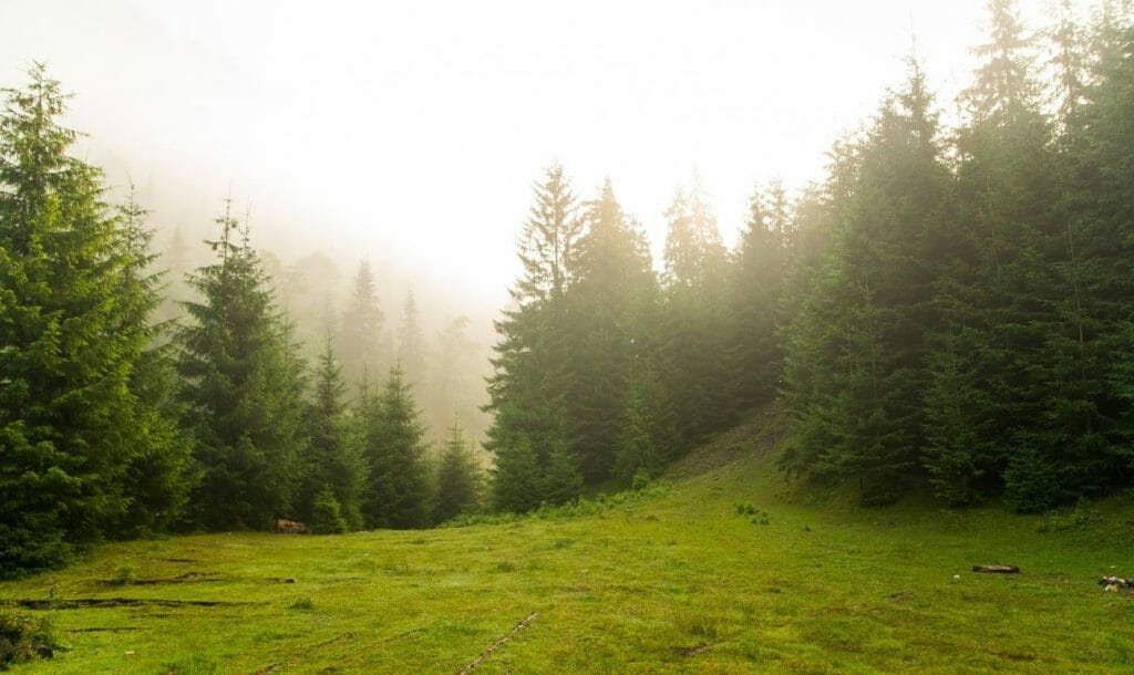 This Himalayan Invention Generates Electricity And Is Powered By Pine Needles