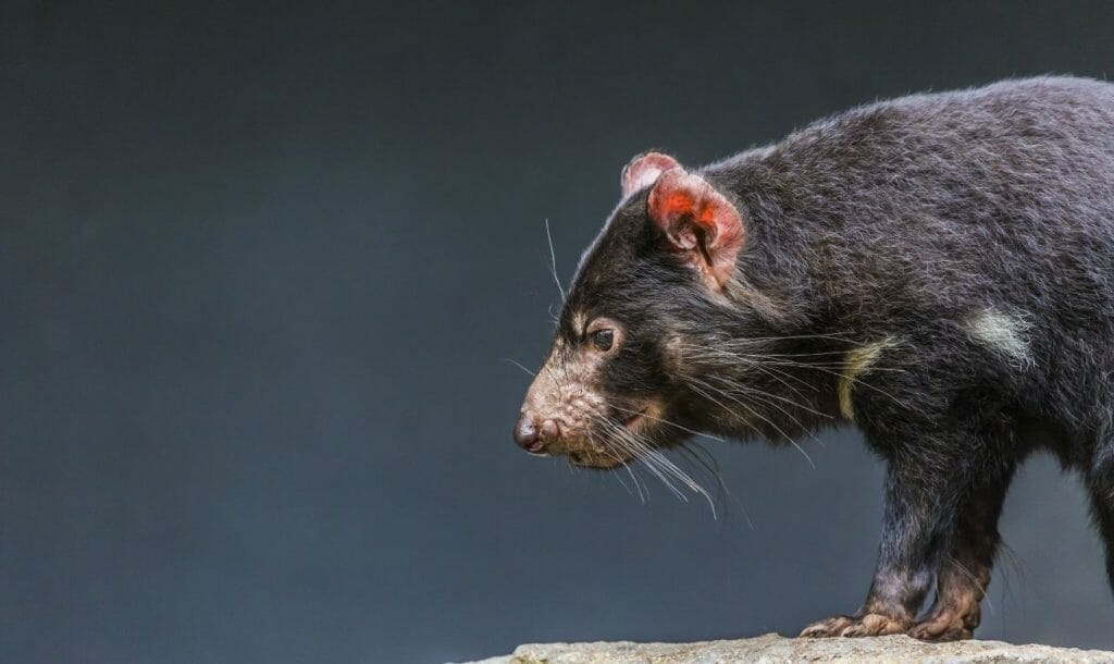 After 3,000 Years, Tasmanian Devils Are Returning To Australian Mainland