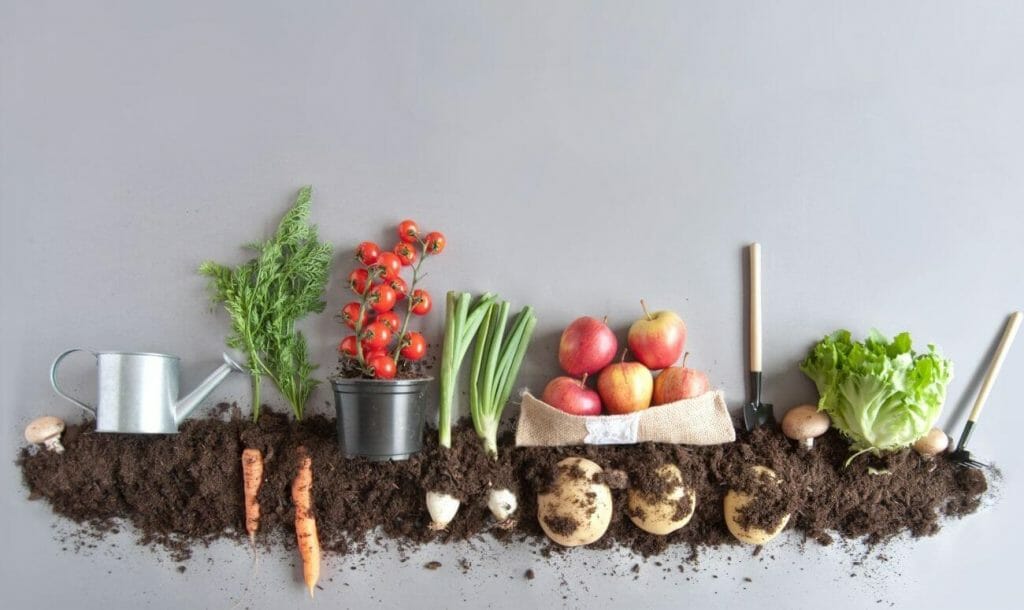 अब घर पर आसानी से उगा सकते हैं सब्जियां