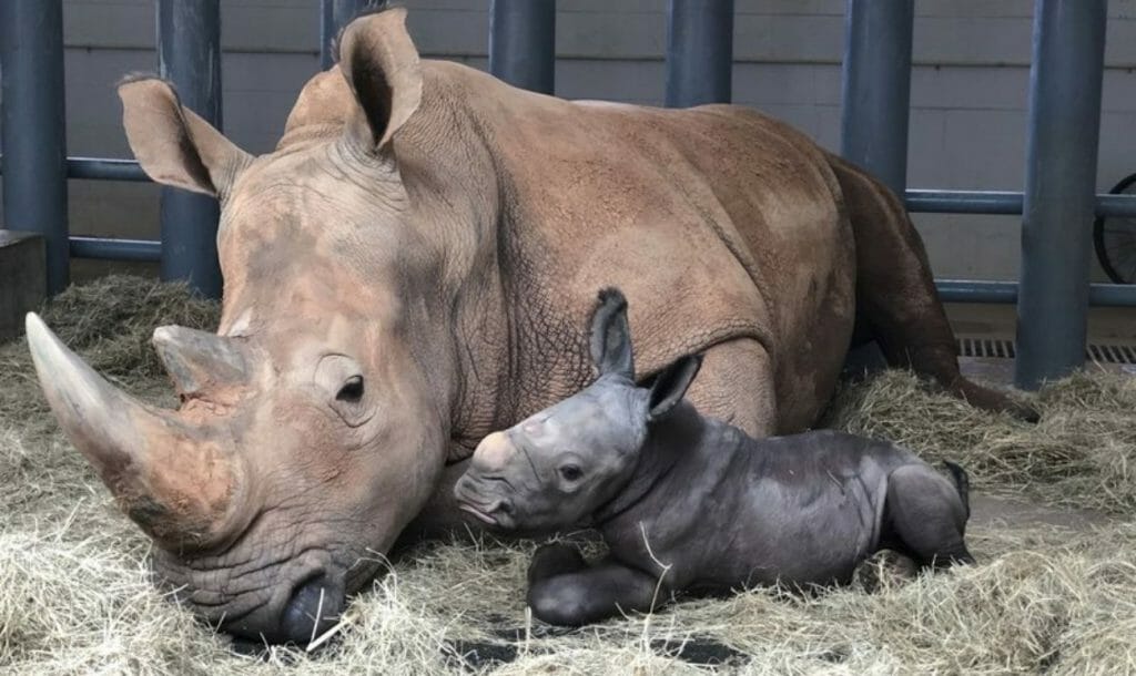 Endangered White Rhino Calf Born At Disney’s Animal Kingdom, 2 More On The Way