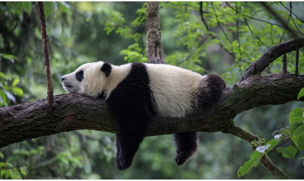 This Zoo In USA Needs Your Help Naming The Panda Cub!