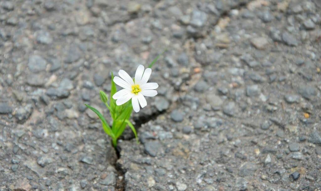 परिस्थितियों का सामना करने का हौसला देते हैं – 10 पॉज़िटिव विचार