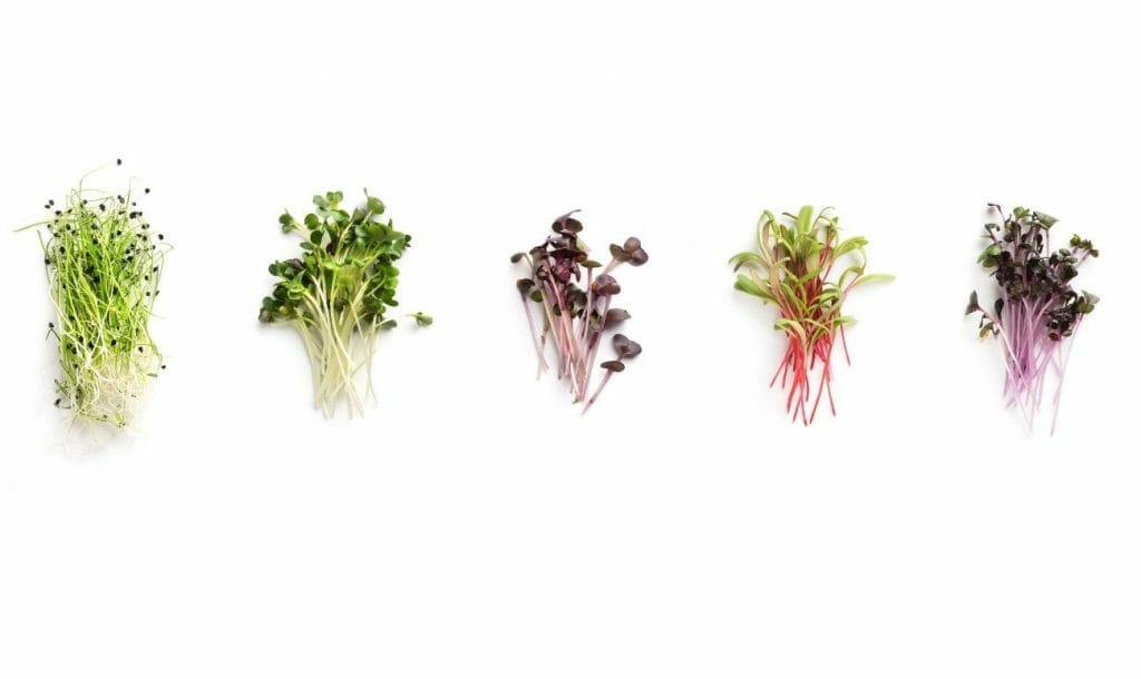 Microgreens: Why Are They Called Superfoods? How Can You Grow Them?