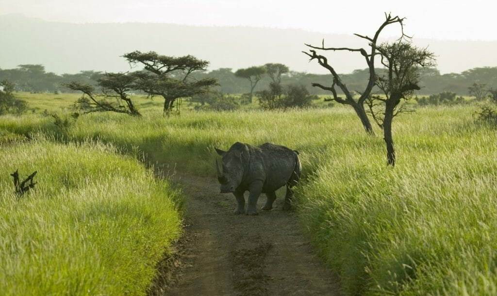 Who Is Keeping the Rhinos Safe?