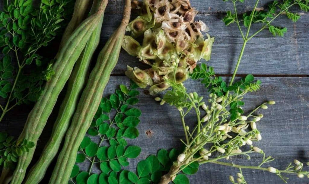 5 Must Try Recipes of The Most Undervalued Drumstick (Moringa)