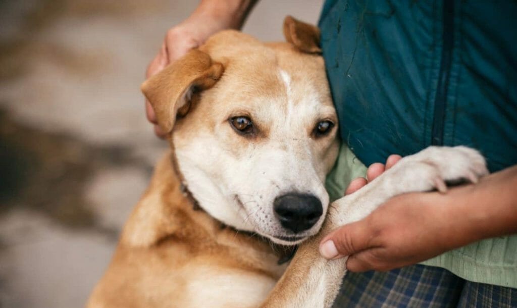 This Mumbai Based NGO Is Working Tirelessly To Provide For The Strays