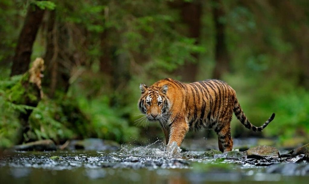 चुस्त-दुरुस्त दिमाग के लिए कारगर है जानवरों को गोद लेना