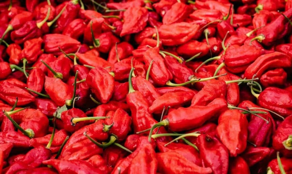 For The First Time, India’s Spiciest Chilli Bhut Jolokia Was Exported To London