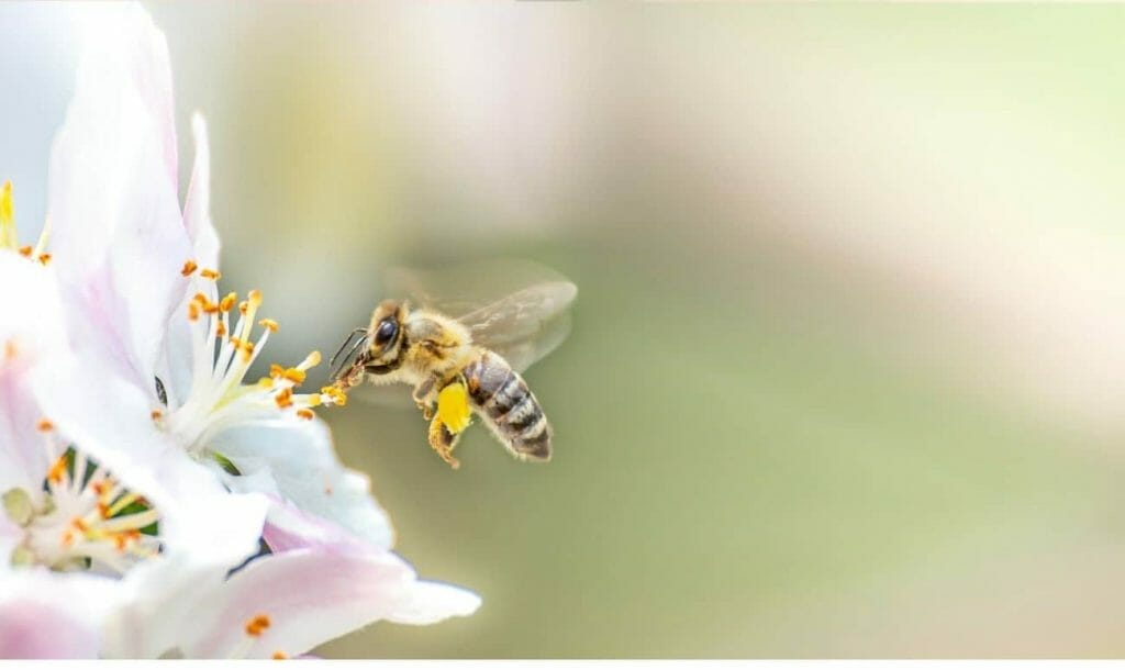 This International Start-up Is Saving Our Planet By Protecting Bees. Find Out How