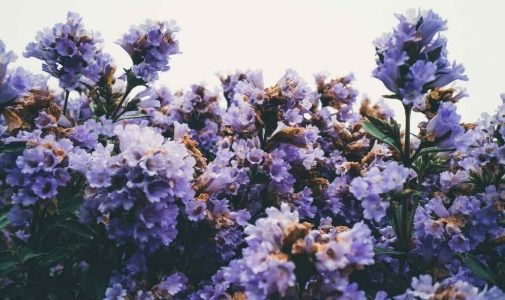 A Flower That Blooms Every 12 Years: Know All About The Neelakurinji Flower