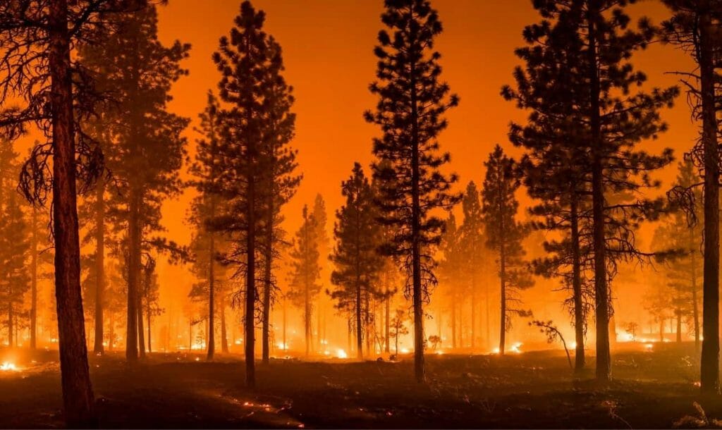 Wildfires: A Reality Check On Climate Change