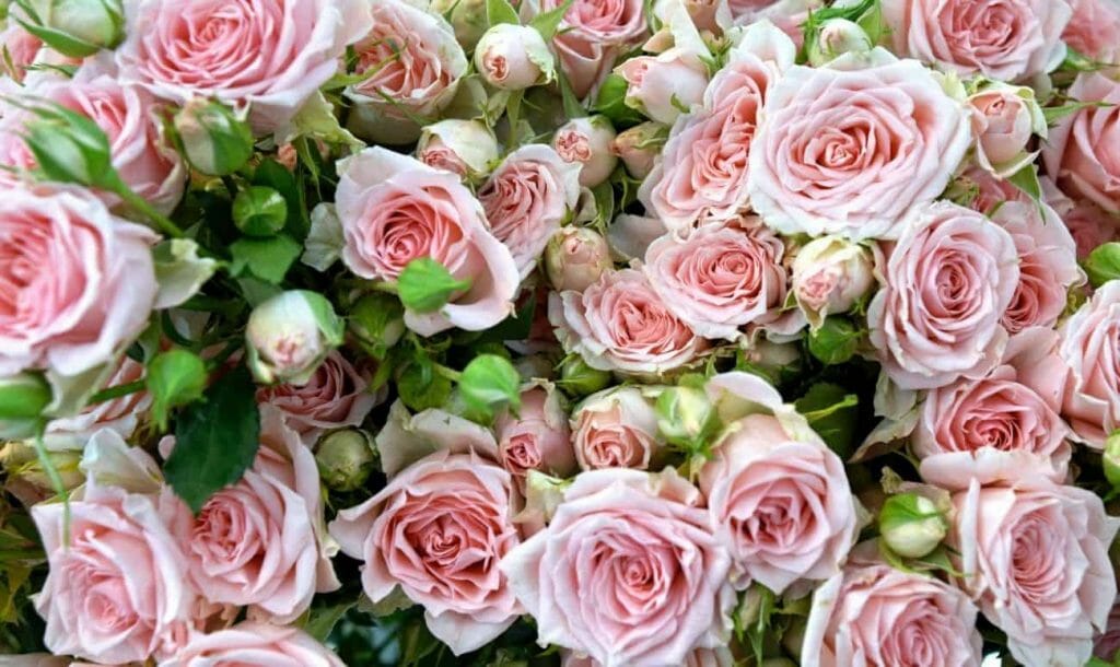 Rose: A Secret Source Of Antioxidants