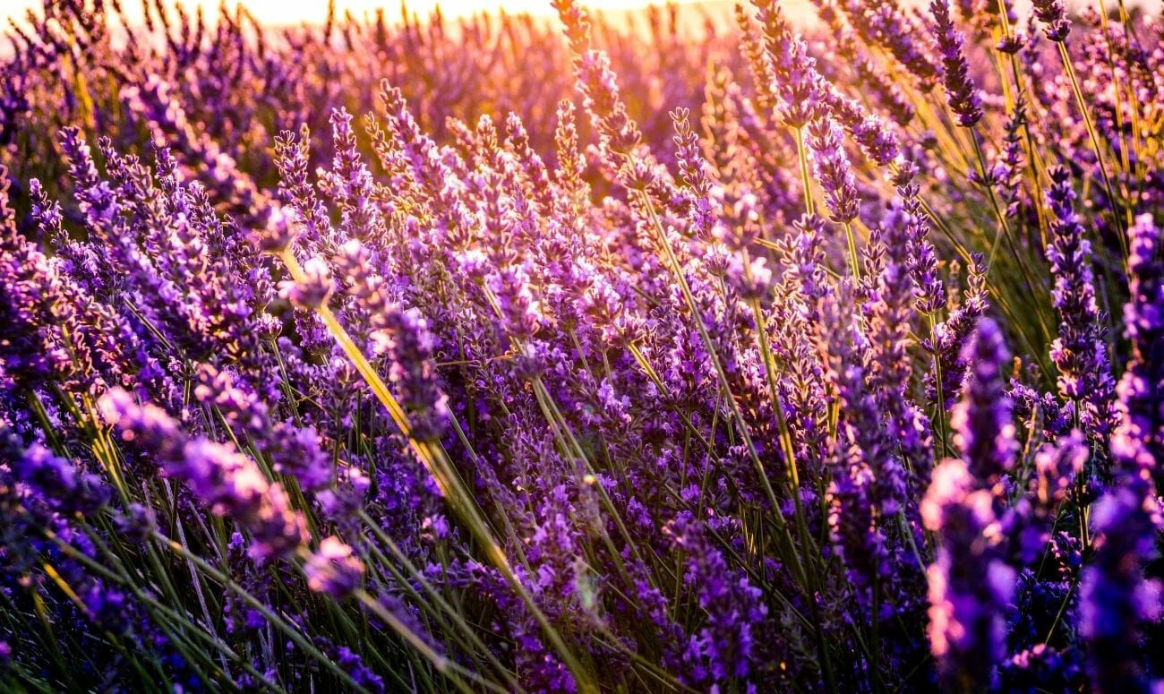 lavender 
lavender essential oil
essential oil
fragrance
stress & anxiety